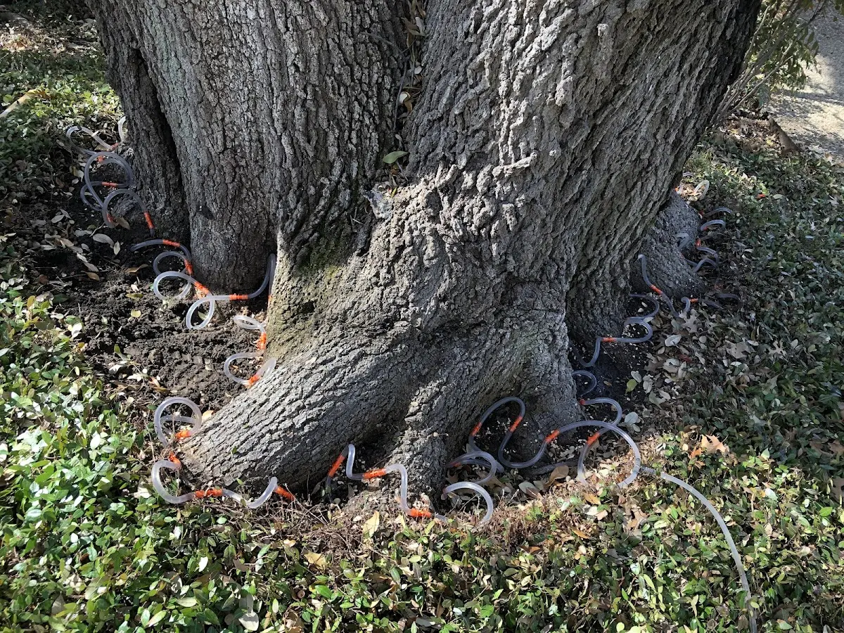 Detailed Tree Cabling and Bracing job site in Conesville